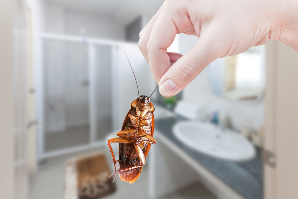 Types Of Roaches In Texas (+What To Know)