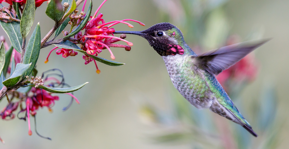 Do hummingbirds have feet