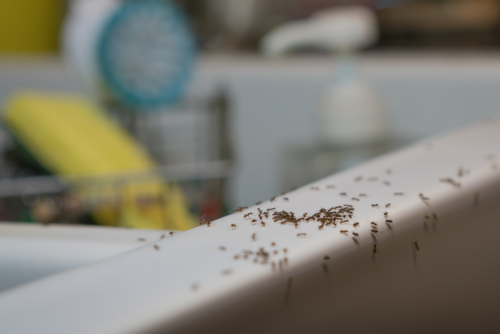 Does Pine Sol Keep Ants Away? - handyhomemen.com