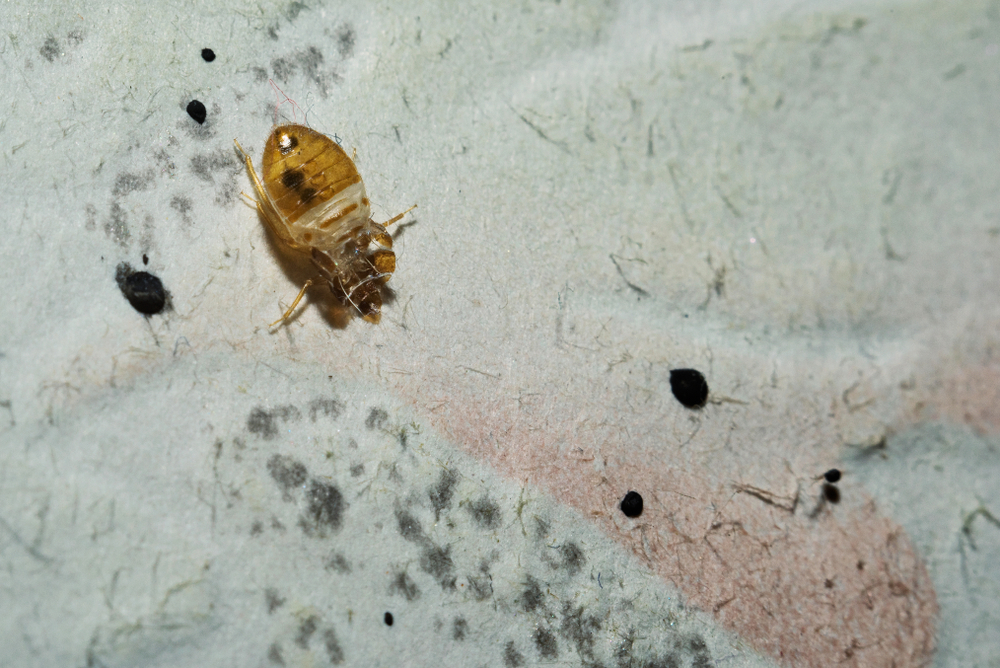 Does Painting The Walls Help Get Rid Of Bed Bugs?
