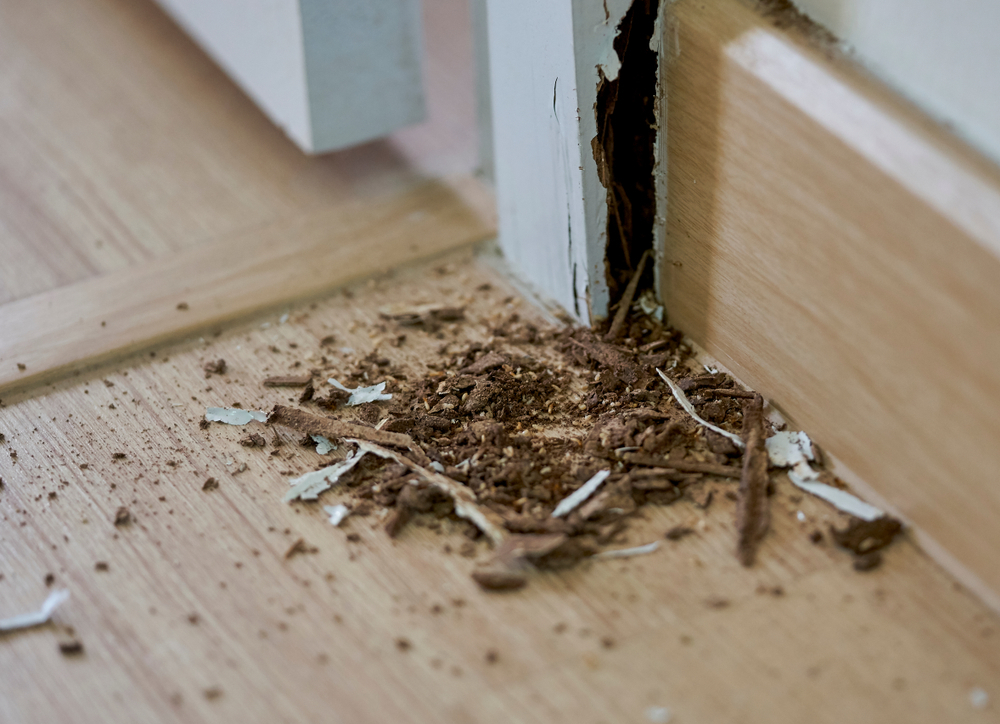 Is It Safe To Live In A House With Termites?