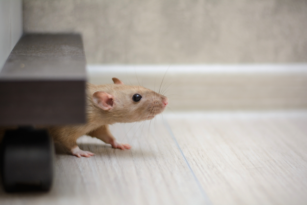 Do You Need To Replace Insulation After A Mice Infestation?