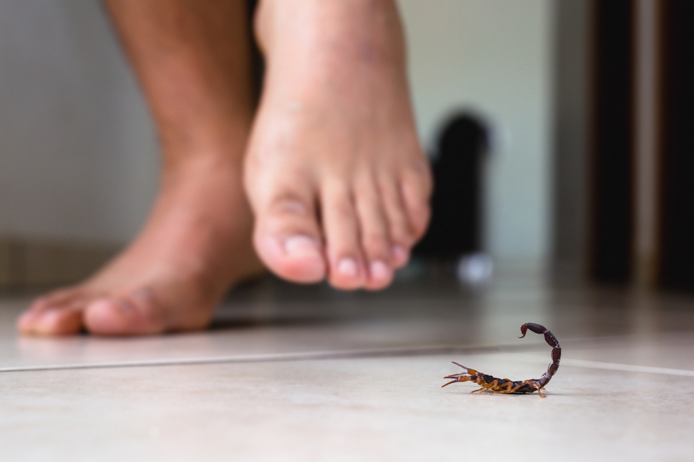 Can You Flush A Scorpion Down The Toilet? (Why You Shouldn’t)