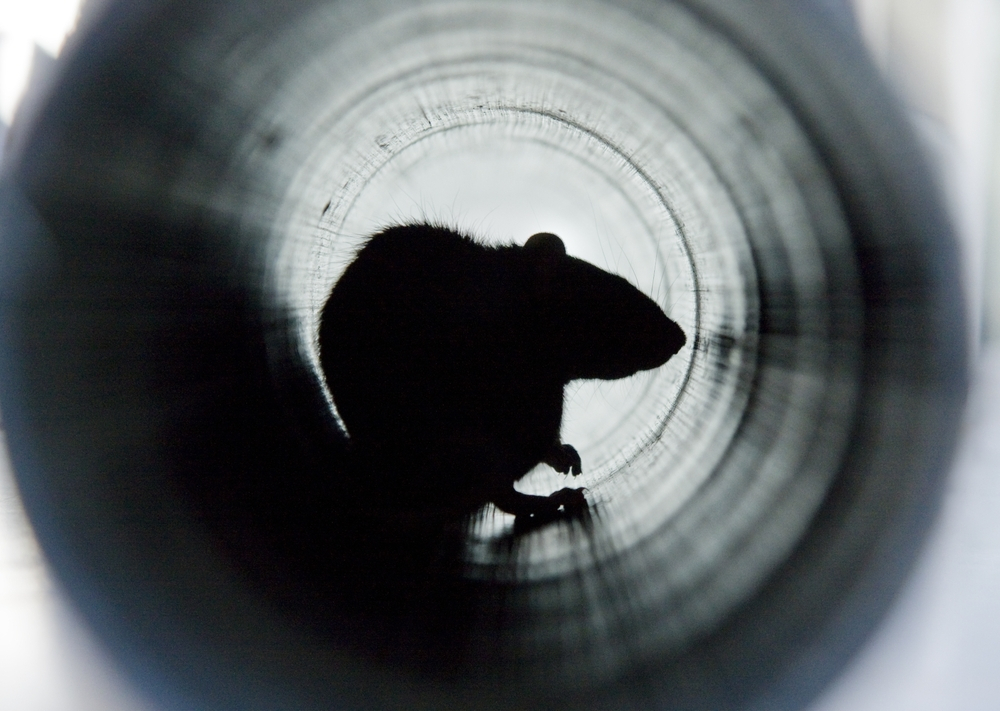 Rodent Proof Ductwork: How To Keep HVAC System Critter-Free