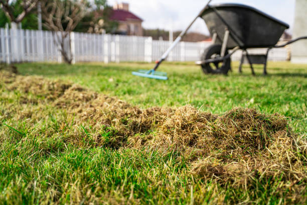 Pros And Cons Of Dethatching Lawn