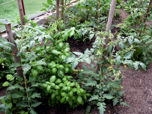 Companion Plants That Are Natural Pest Deterrents