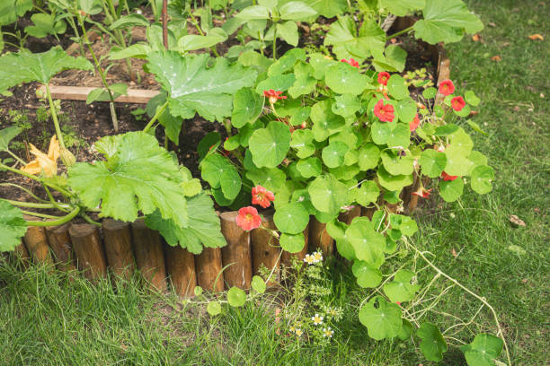 Companion Plants That Are Natural Pest Deterrents