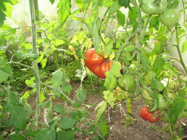 Tomato Hornworm Identification and Organic Control Methods